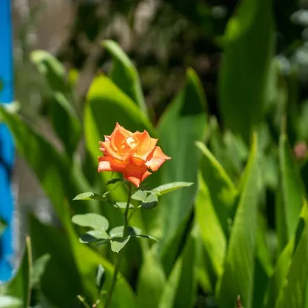 Ibiscus And Lily Διαμέρισμα Rhodes City