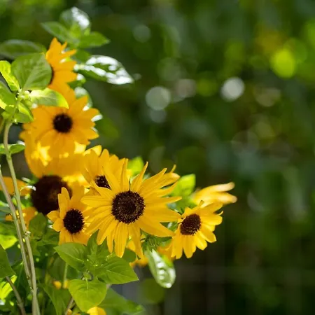 Διαμέρισμα Ibiscus And Lily Rhodes City