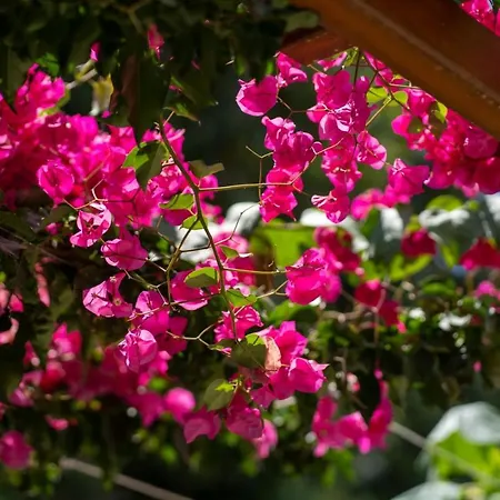 Daire Ibiscus And Lily