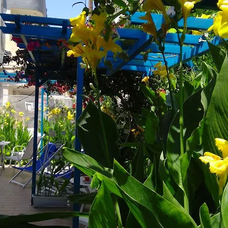 Daire Ibiscus And Lily *