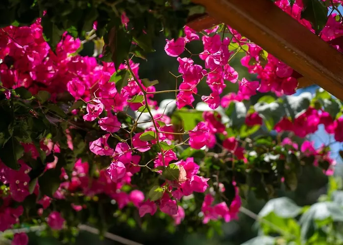 Apartmán Ibiscus And Lily