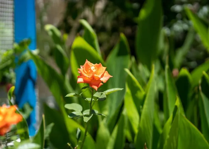 Ibiscus And Lily Διαμέρισμα Rhodes City