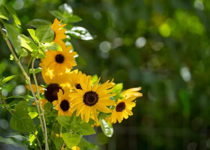 Διαμέρισμα Ibiscus And Lily Rhodes City